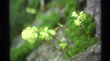 Alaska USA (1977): Close-Ups Of Vegetation Including A Small Yellow Flower Then