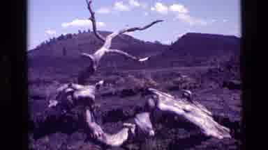 Idaho USA (1972): A View Of Dry Rocky Mountains Surrounded By Huge Tree Trunks