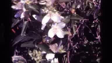Idaho USA (1972): Flower Bushes Swaying In The Wind Spreading Their Pollen About