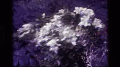 Idaho USA (1972): A Beautiful View Of Flowers Growing In The Forest