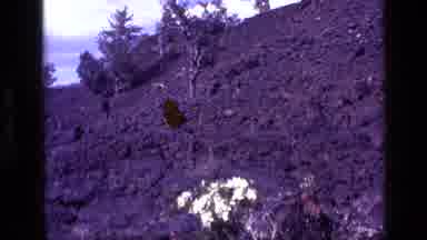Idaho USA (1972): A Rocky Area With Some Plants Having White Colored Flowers