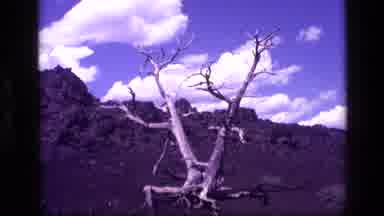 Idaho USA (1972): Two Naked Trees Get Busy In The Desert Well Rock Watches