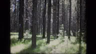 SCAPEGOAT WILDERNESS MONTANA USA .MP-1973: Person Walking On Path In Woods On A