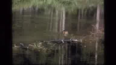 SCAPEGOAT WILDERNESS MONTANA USA .MP-1973: Small Animal Swimming In Forest