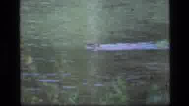 SCAPEGOAT WILDERNESS MONTANA USA .MP-1973: A View Of An Alligator Floating In