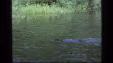 SCAPEGOAT WILDERNESS MONTANA USA .MP-1973: It Was A Little Scary And A Little