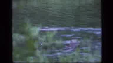 SCAPEGOAT WILDERNESS MONTANA USA .MP-1973: Beavers Circling In Water Behind
