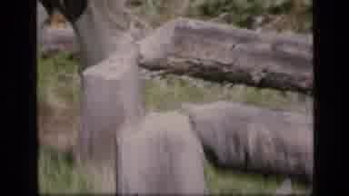 SCAPEGOAT WILDERNESS MONTANA USA .MP-1973: Someone Walks Past Two Hewn Trees And