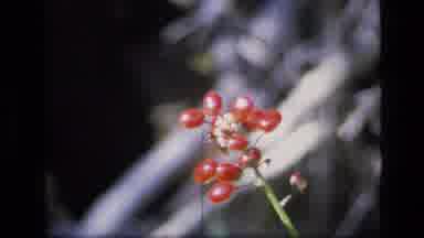 SCAPEGOAT WILDERNESS MONTANA USA .MP-1973: Bug And Butterfly On Different Wild