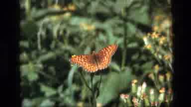 SCAPEGOAT WILDERNESS MONTANA USA .MP-1973: Orange Spotted Butterfly Sits On