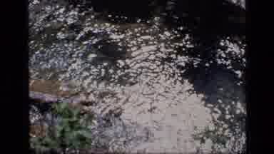 SCAPEGOAT WILDERNESS MONTANA USA .MP-1973: A Small Stream With Gentle Waters