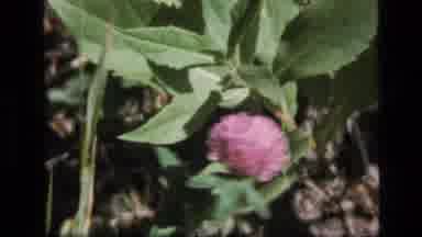 SCAPEGOAT WILDERNESS MONTANA USA .MP-1973: Vintage Video Footage Of Man In