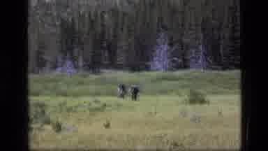 SCAPEGOAT WILDERNESS MONTANA USA .MP-1973: Hikers Walking Through Grassy Meadow