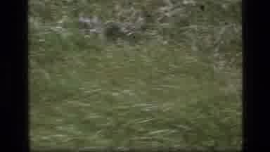 SCAPEGOAT WILDERNESS MONTANA USA .MP-1973: Green Grass Rocking In The Wind With