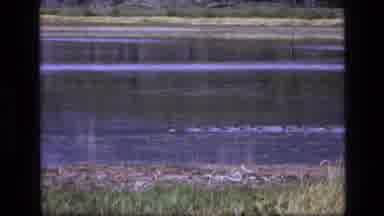 SCAPEGOAT WILDERNESS MONTANA USA .MP-1973: Geese Swimming In The Lake Enjoying
