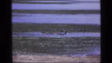 SCAPEGOAT WILDERNESS MONTANA USA .MP-1973: Flock Of Ducks Enjoying The Cool
