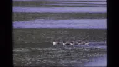 SCAPEGOAT WILDERNESS MONTANA USA .MP-1973: Ducks Are Moving Towards Water And