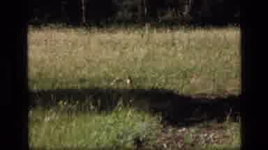 SCAPEGOAT WILDERNESS MONTANA USA .MP-1973: Animal In Grassland Then On Tree