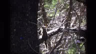 SCAPEGOAT WILDERNESS MONTANA USA .MP-1973: Chipmunk On A Branch Jumping Higher