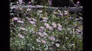 SCAPEGOAT WILDERNESS MONTANA USA .MP-1973: Wild Flowers Growing Outside Blowing