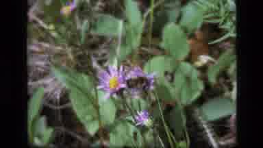 SCAPEGOAT WILDERNESS MONTANA USA .MP-1973: Honey Bee In A Field Of Purple