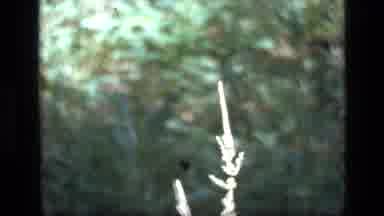 SCAPEGOAT WILDERNESS MONTANA USA .MP-1973: Plant Going Back And Forth In The