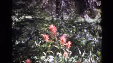 SCAPEGOAT WILDERNESS MONTANA USA .MP-1973: Zoom In Of Reddish Pink Flowering