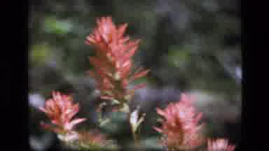 SCAPEGOAT WILDERNESS MONTANA USA .MP-1973: Red And White Flowers Blowing Gently