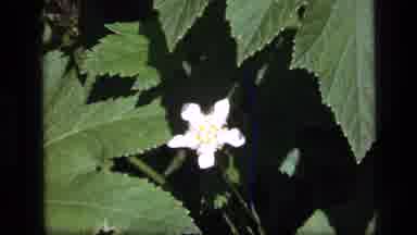 SCAPEGOAT WILDERNESS MONTANA USA .MP-1973: White And Yellow Colored Flowers Are