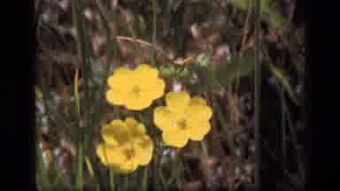 SCAPEGOAT WILDERNESS MONTANA USA .MP-1973: Comparison Of Two Different Lovely Yellow Wildflowers