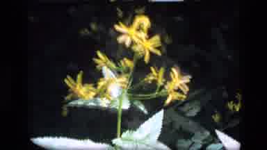 SCAPEGOAT WILDERNESS MONTANA USA .MP-1973: Yellow Wild Flowers Blowing In The