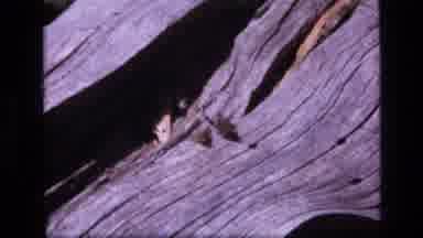 SCAPEGOAT WILDERNESS MONTANA USA .MP-1973: Two Small Butterflies Flit Along A