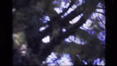 SCAPEGOAT WILDERNESS MONTANA USA .MP-1973: Butterflies On Log Changes To A Gray