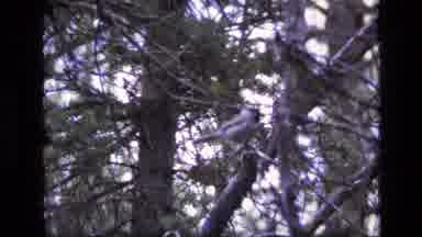 Scapegoat Wilderness Montana USA .Mp-1973: Small Bird Perches in Tree, Beaver Swims in Water