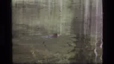 SCAPEGOAT WILDERNESS MONTANA USA .MP-1973: Animal Swimming In A Body Of Water