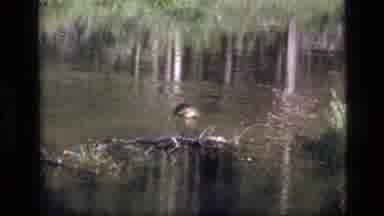 SCAPEGOAT WILDERNESS MONTANA USA .MP-1973: A View Of A Strange Creature On A