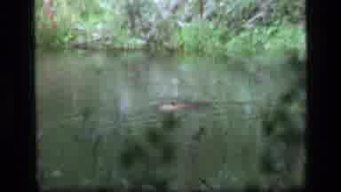 SCAPEGOAT WILDERNESS MONTANA USA .MP-1973: Beaver Swimming Half Submerged In
