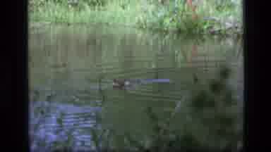 SCAPEGOAT WILDERNESS MONTANA USA .MP-1973: Beaver Swimming In The Doom Swamp