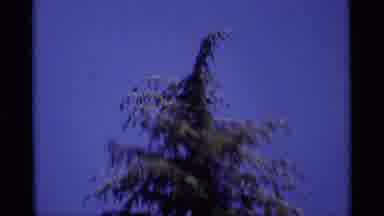 MINARET WILDERNESS CALIFORNIA USA .M-1975: Zoomed In Footage Of Treetop In