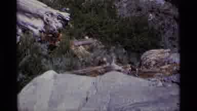 MINARET WILDERNESS CALIFORNIA USA .M-1975: An Animal Moving On Top Of Logs And