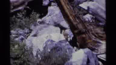 MINARET WILDERNESS CALIFORNIA USA .M-1975: Video Zooming In On A Animal Situated