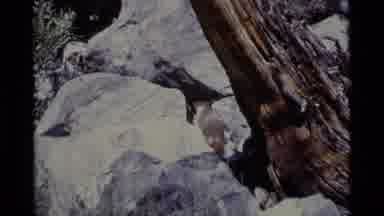 MINARET WILDERNESS CALIFORNIA USA .M-1975: Person Hiking Has A Bit Of Trouble
