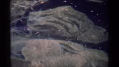 MINARET WILDERNESS CALIFORNIA USA .M-1975: Small Leaves Float Lazily Over Clear Water