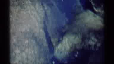 MINARET WILDERNESS CALIFORNIA USA .M-1975: Cool Close Up View Of Fish Swimming
