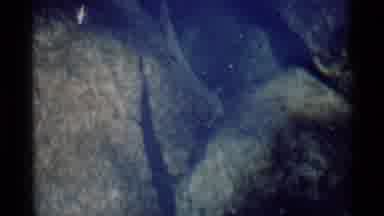 MINARET WILDERNESS CALIFORNIA USA .M-1975: Fish Are Diverse Each Species Has