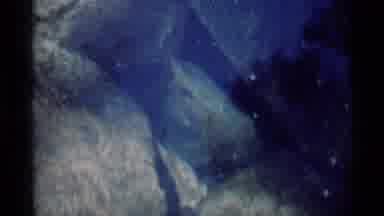 MINARET WILDERNESS CALIFORNIA USA .M-1975: A Frog Living In A Pond With Shallow