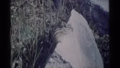 MINARET WILDERNESS CALIFORNIA USA .M-1975: Squirrel Sitting On A Rock Eating A
