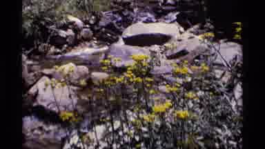 MINARET WILDERNESS CALIFORNIA USA .M-1975: Flowers Are Growing Up In Center Of