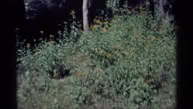MINARET WILDERNESS CALIFORNIA USA .M-1975: Large Growth Of Tall Yellow