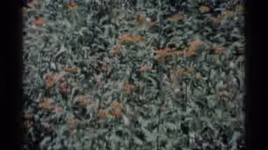 MINARET WILDERNESS CALIFORNIA USA .M-1975: Field Of Wildflowers Moving With A